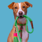 Preview: Dog with a Mission Leine Apple - Tauleine grün